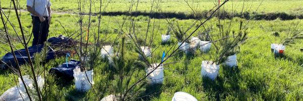 A photo showing tree saplings ready to plant along a river